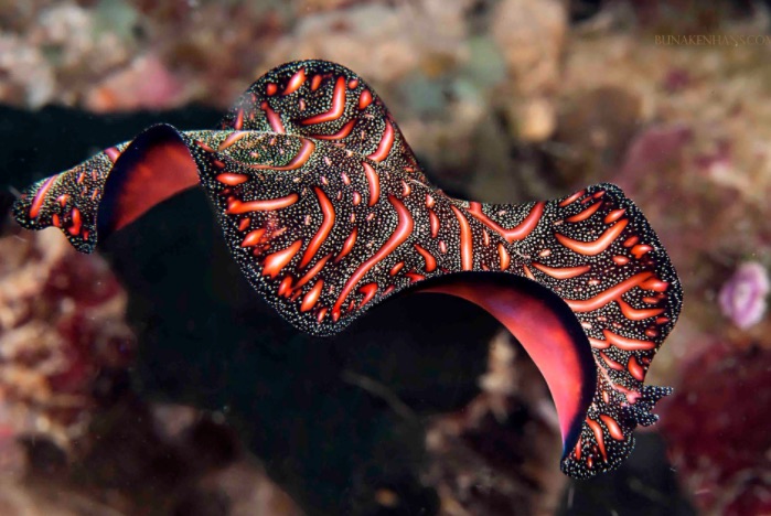 Carpet flatworm photographed at Heron Island